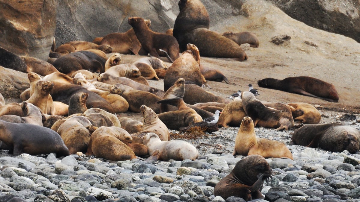 Stovky mrtvých tuleňů se objevily na pobřeží Mexika.