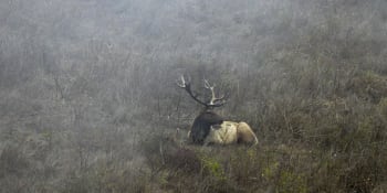 Vzácní američtí jeleni v ohrožení. Národní park povolil rozšíření chovu krav