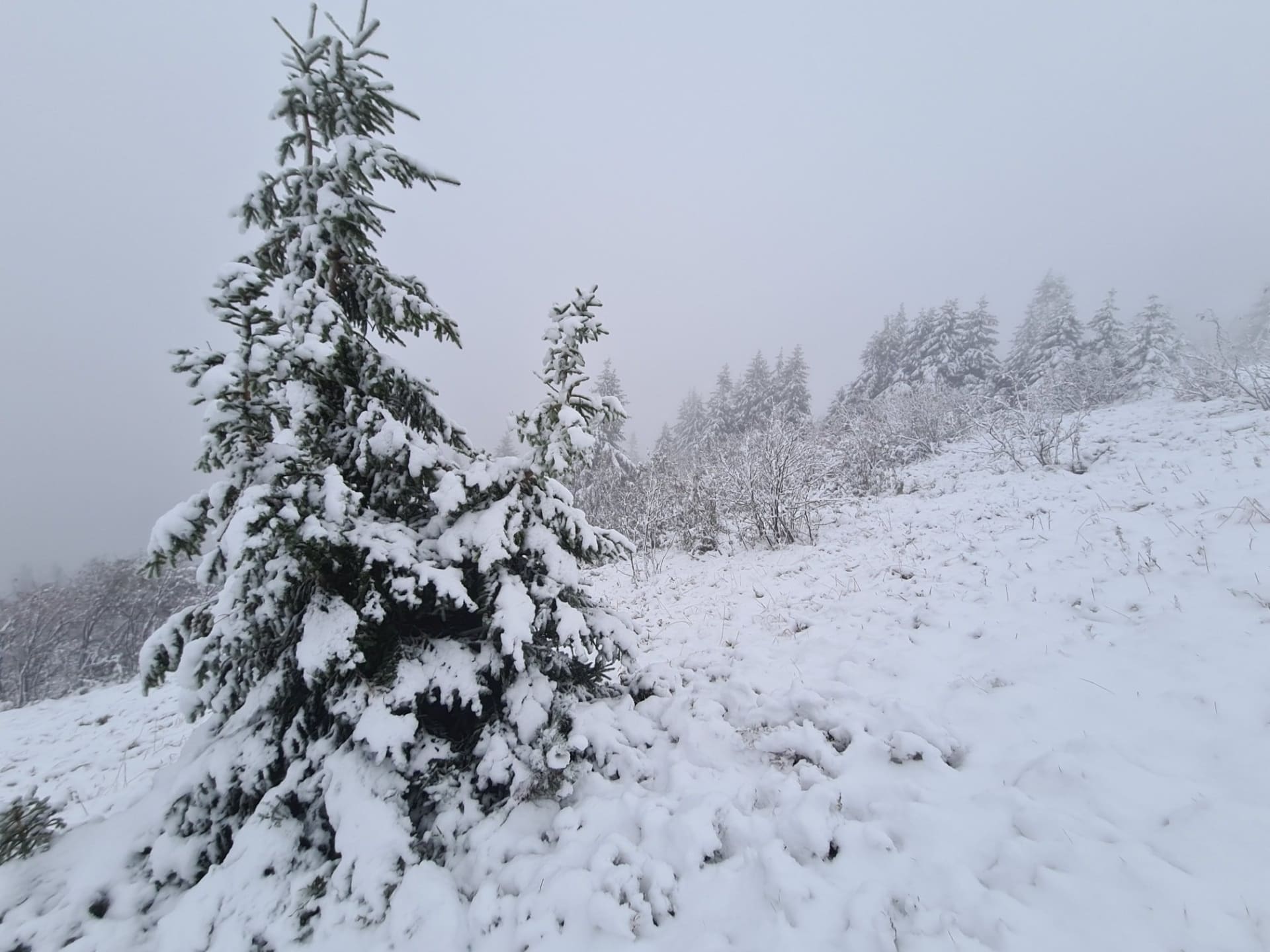 Na Šumavě napadl první sníh.
