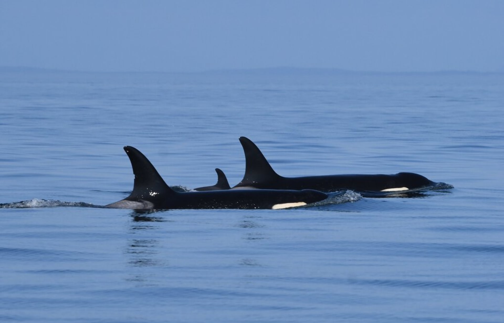 Před dvěma lety s Tahlequah truchlil takřka celý svět. Nyní se stala matkou zdravého chlapce. Zdroj: Center for Whale Research