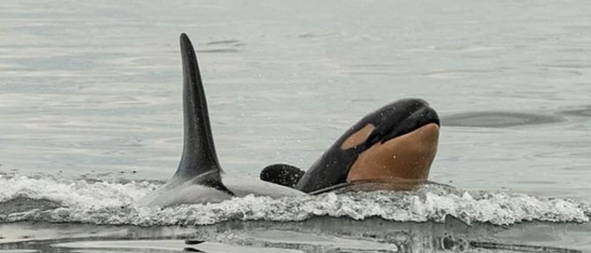 Mladý samec je podle vědců velice temperamentní a živý. Zdroj: Center for Whale Research