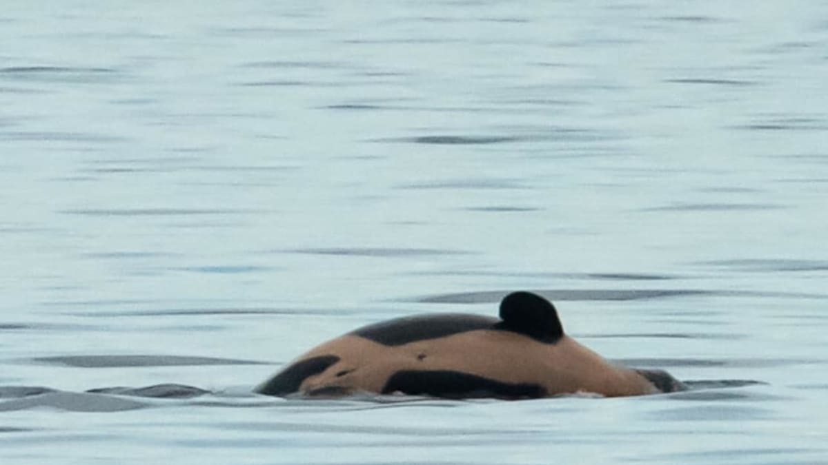Pohlaví novorozeněte vědci odhalili za pomoci fotek. Zdroj: Center for Whale Research