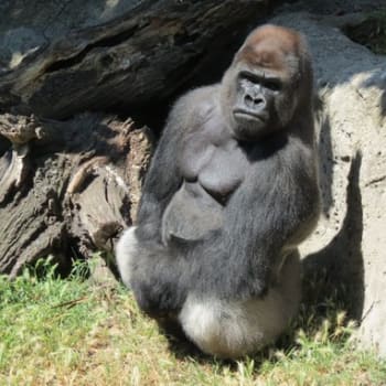 Gorilí samec Malabo byl od narození vychováván ošetřovateli.