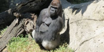 V madridské zoo napadla gorila ošetřovatelku. Zvíře prorazilo troje bezpečnostní dveře