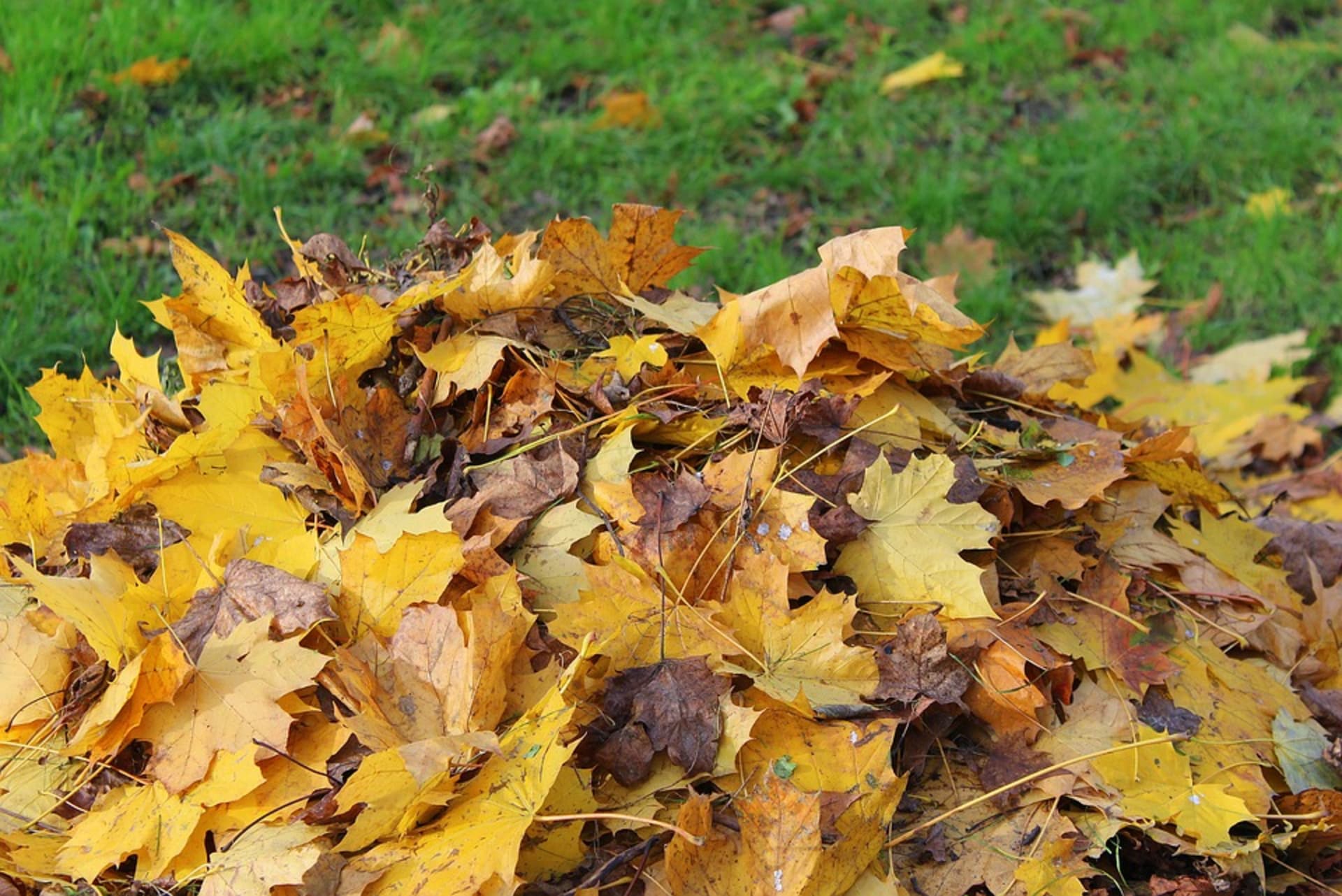 Pokud potřebujete někde listí shrabat, nechte ho na hromadách nebo ho přihrňte ke stromům.