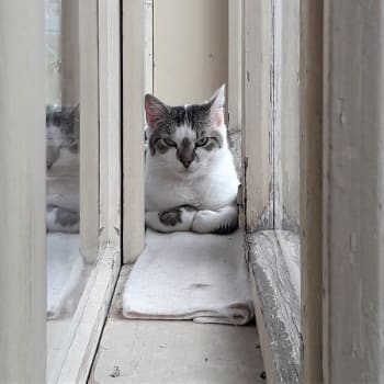 Kočky z útulku Šanta kočičí hledají domov. 