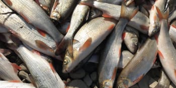 Na Mostecku uhynuly tisíce ryb. V nádrži se zřejmě propadlo dno do šachty