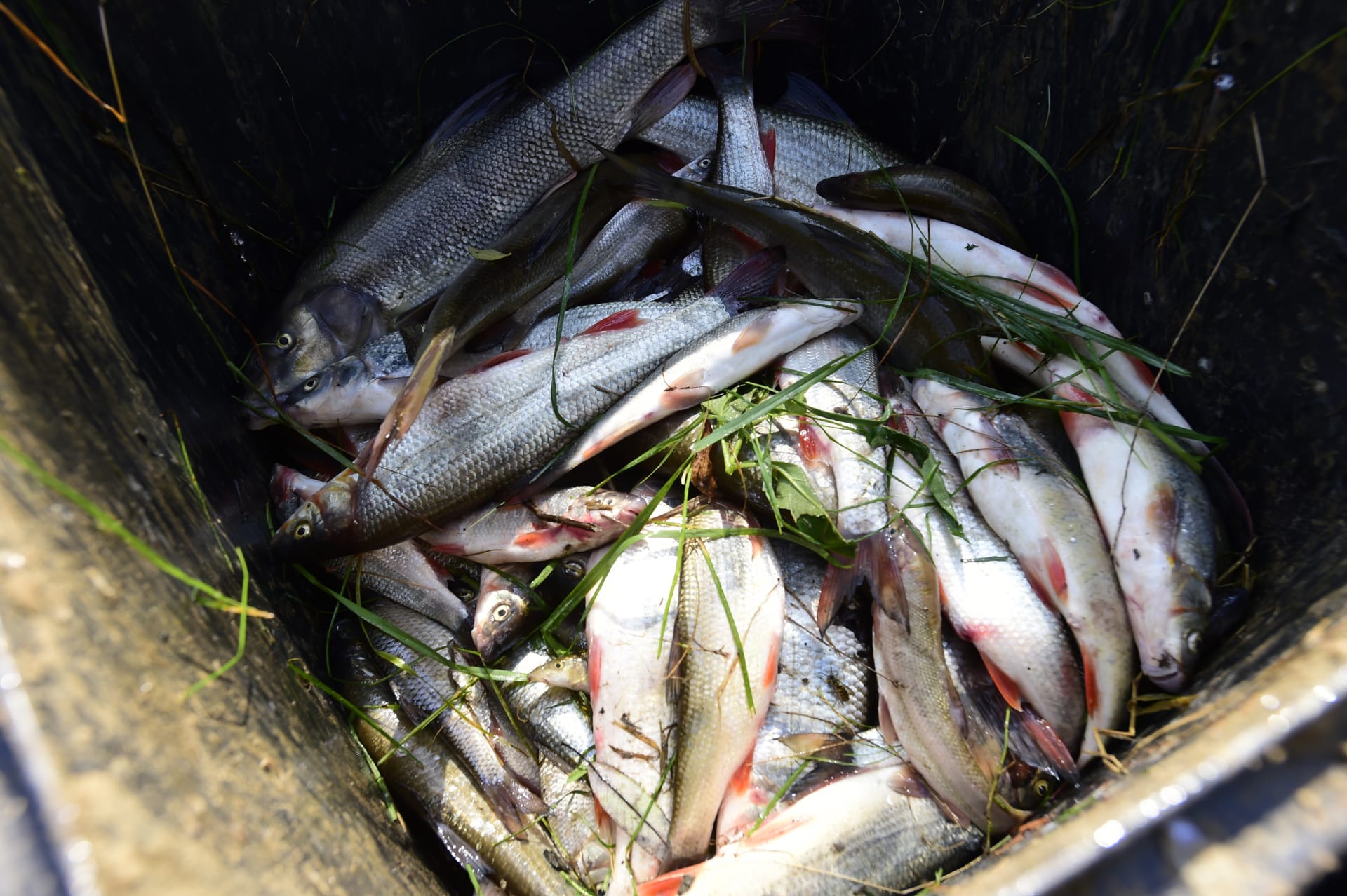 Sněmovní komise k ekologické katastrofě na Bečvě zkritizovala postup při odběru i analýze vzorků vody a ryb bezprostředně po loňské havárii.