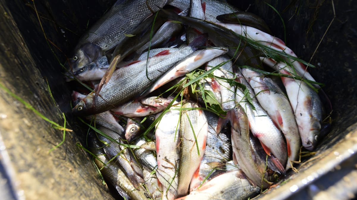 Sněmovní komise k ekologické katastrofě na Bečvě zkritizovala postup při odběru i analýze vzorků vody a ryb bezprostředně po loňské havárii.