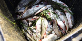 Katastrofa: Na soutoku Odry a Olše hynou ryby, nikdo neví proč. Řeku teď ředí vodou z přehrady