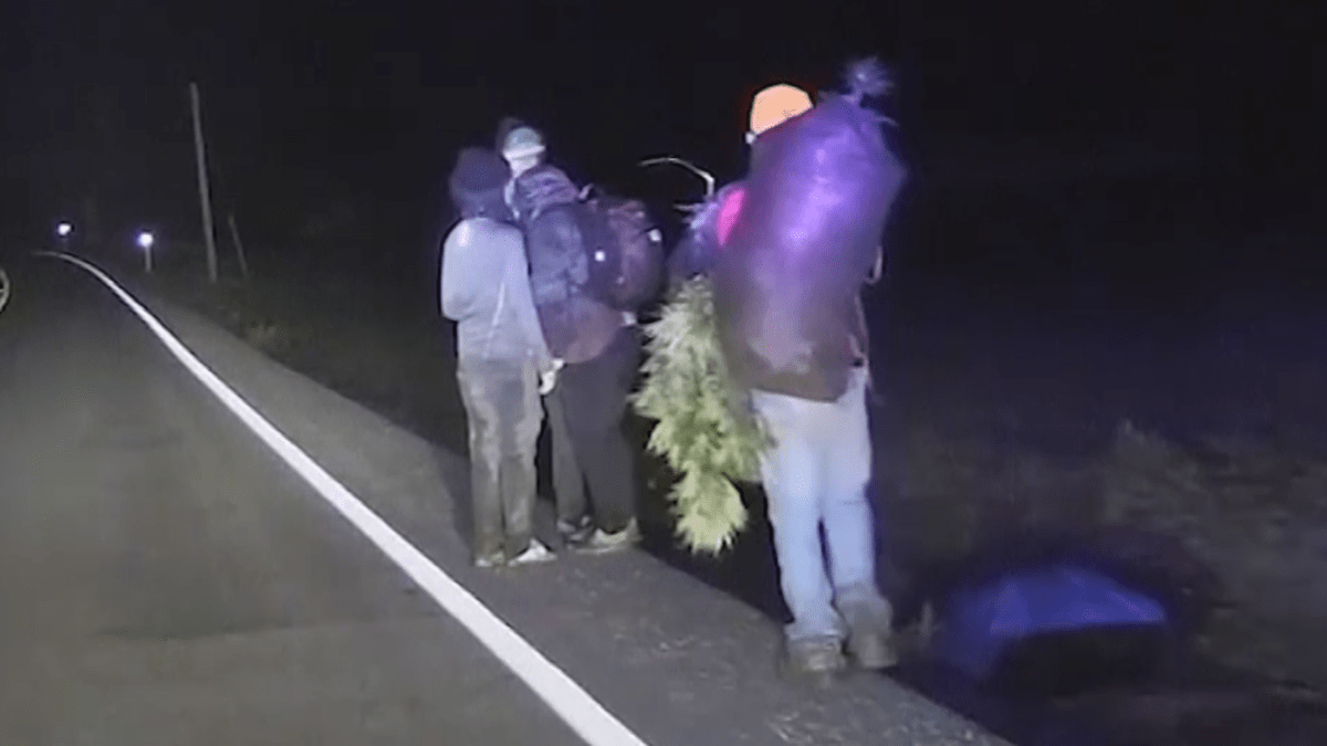 Mladíkům čouhala Marihuana snad i z bot. Ukradli přes 36 kg z legální farmy.