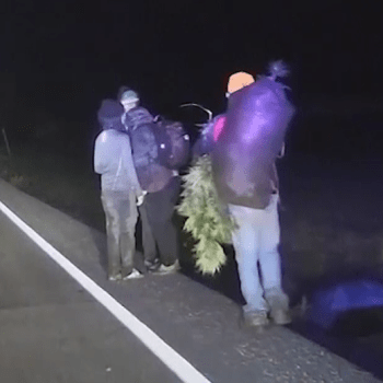 Mladíkům čouhala Marihuana snad i z bot. Ukradli přes 36 kg z legální farmy.