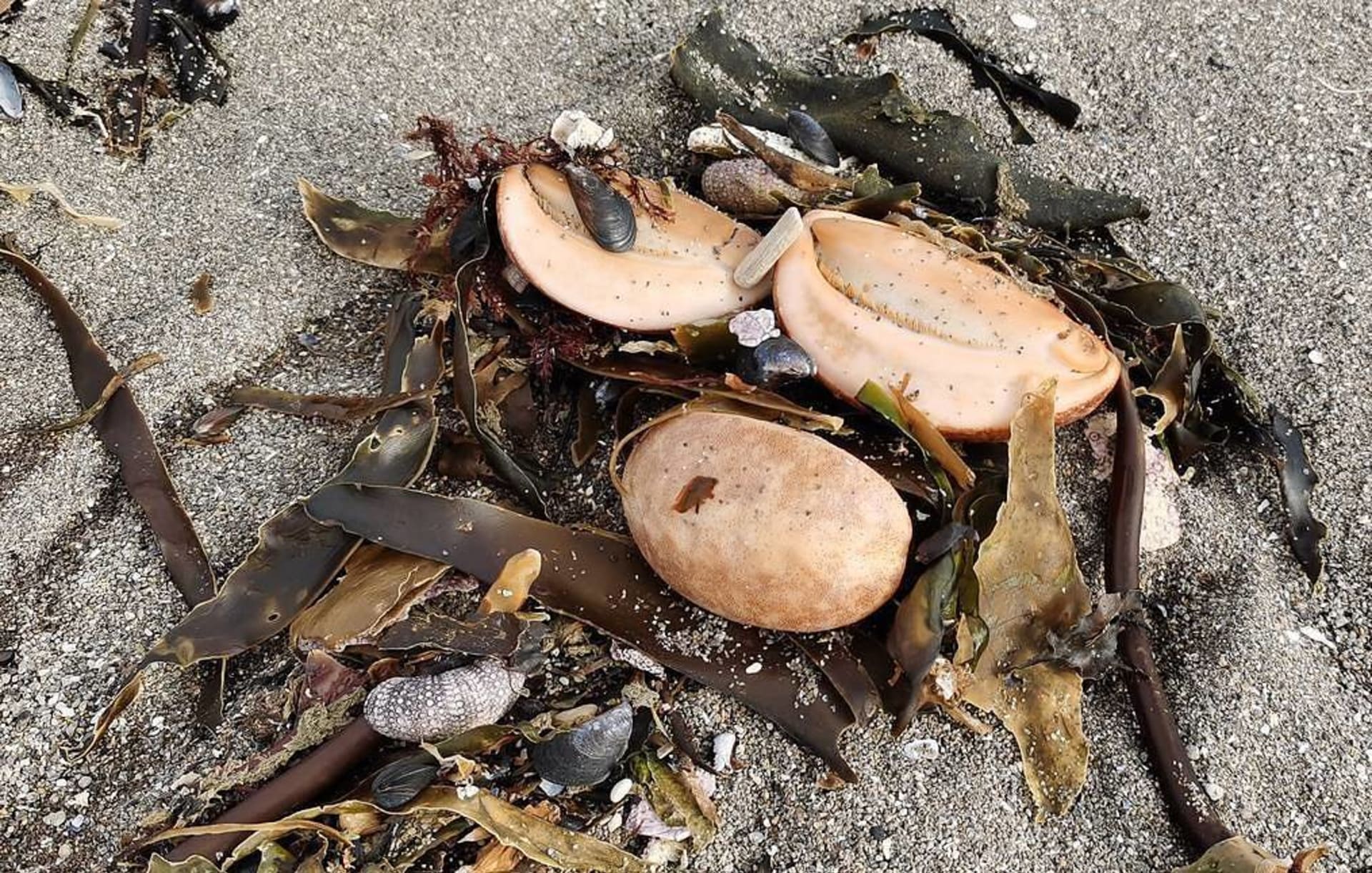 Na plážích se objevily stovky mrtvých zvířat. Zdroj: TASS