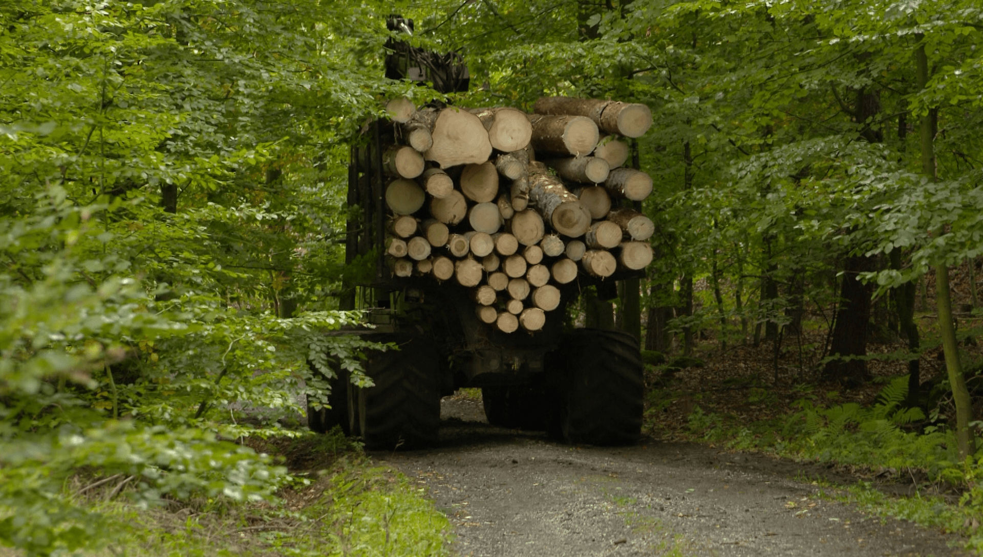 Kamiony se dřevem jsou často přetížené a ničí komunikace. 