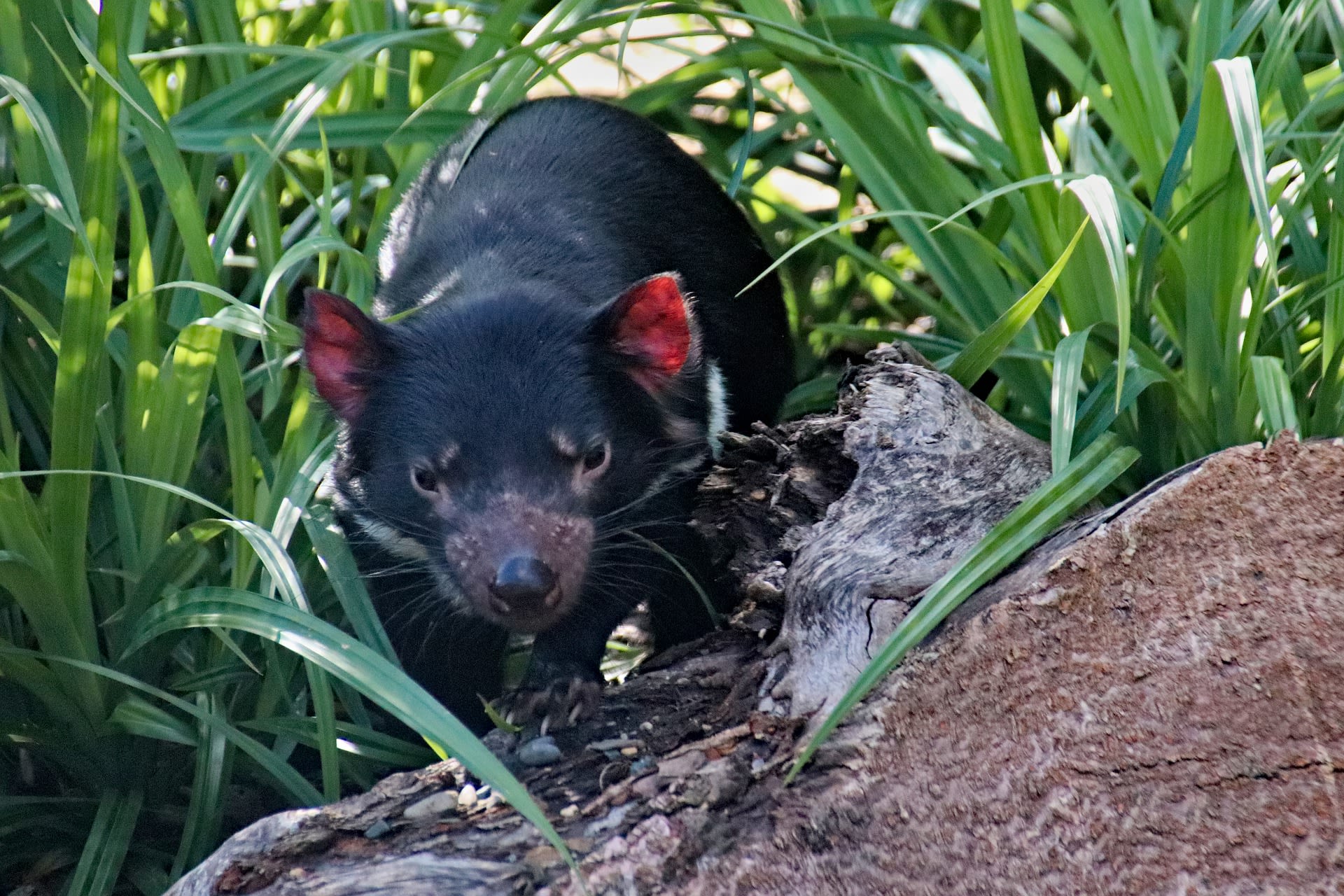 Do australské přírody se po 3000 letech vracejí tasmánští čerti