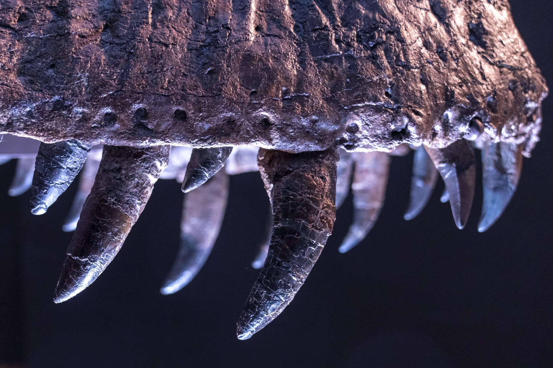 Stanův nejdelší zub je dlouhý bezmála 30 centimetrů.