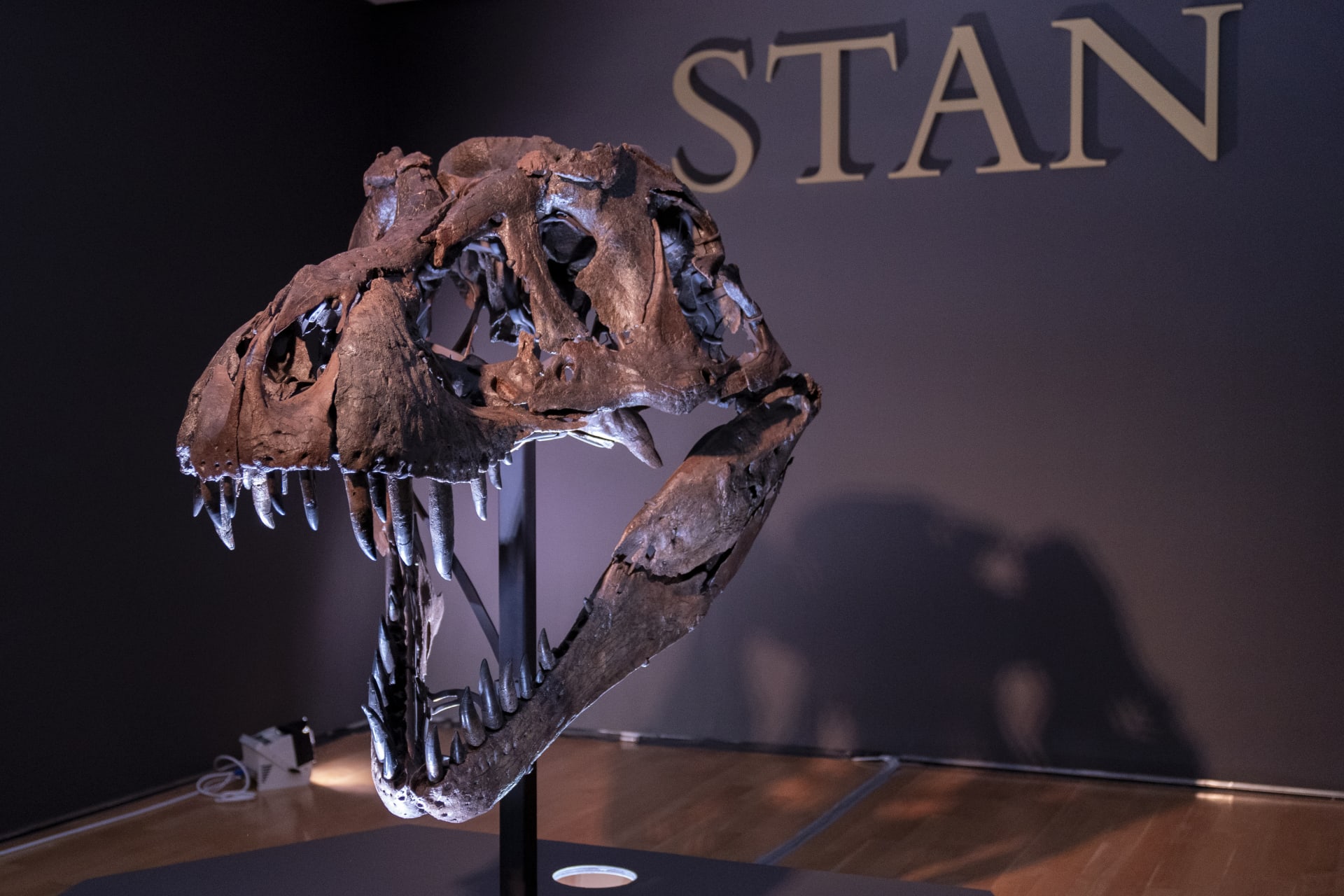 Kostra tyrannosaura rexe Stana je pojmenovaná po jeho nálezci, amatérském paleontologovi Stanu Sacrisonovi.