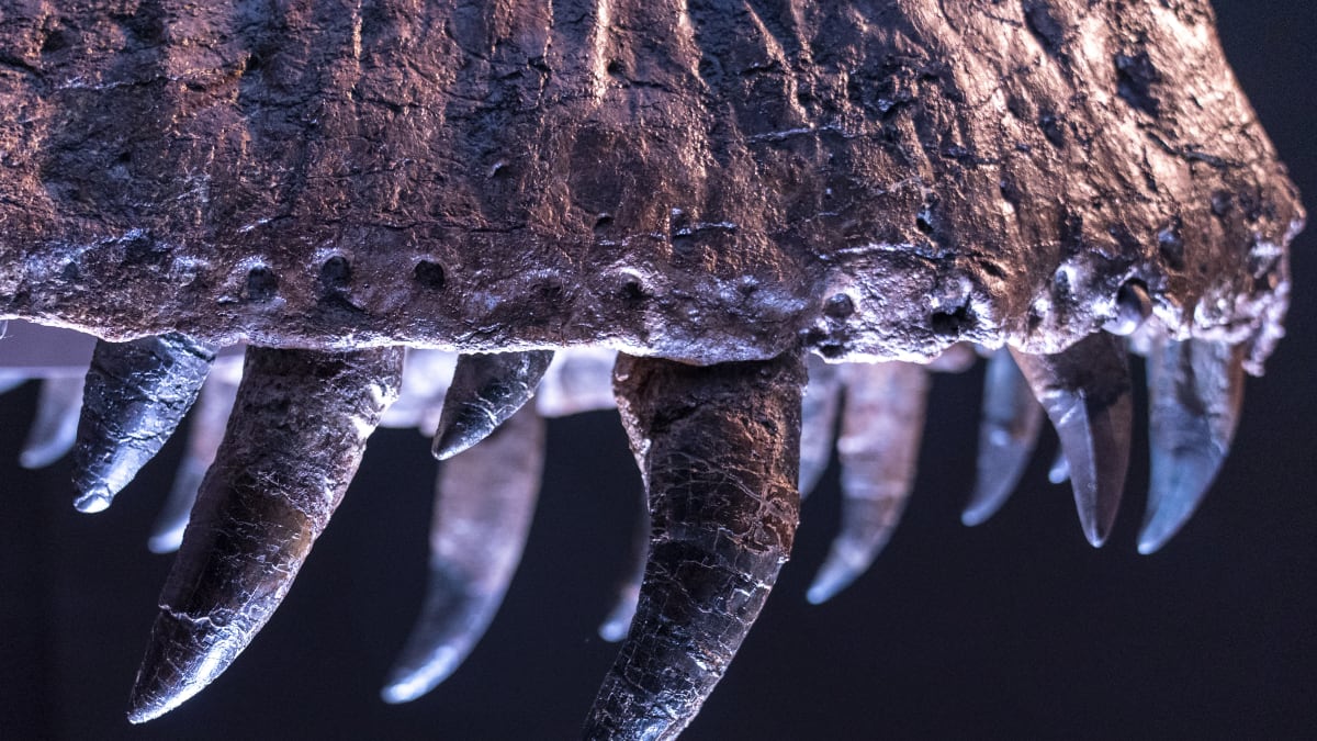 Stanův nejdelší zub je dlouhý bezmála 30 centimetrů.