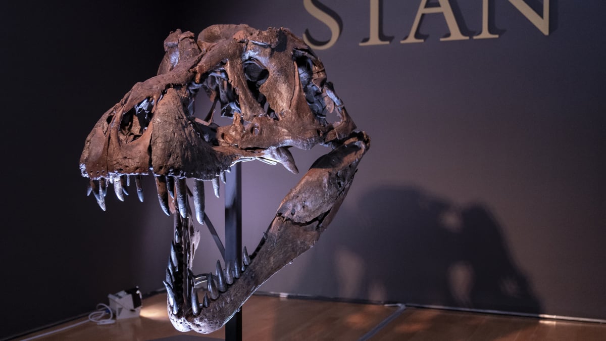 Kostra tyrannosaura rexe Stana je pojmenovaná po jeho nálezci, amatérském paleontologovi Stanu Sacrisonovi.