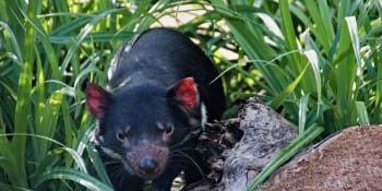 Tasmánští čerti se po 3000 letech vracejí do australské přírody 