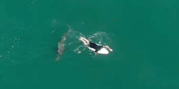 Žralok prchnul před zvukem dronu, surfaře to zachránilo před téměř jistou smrtí