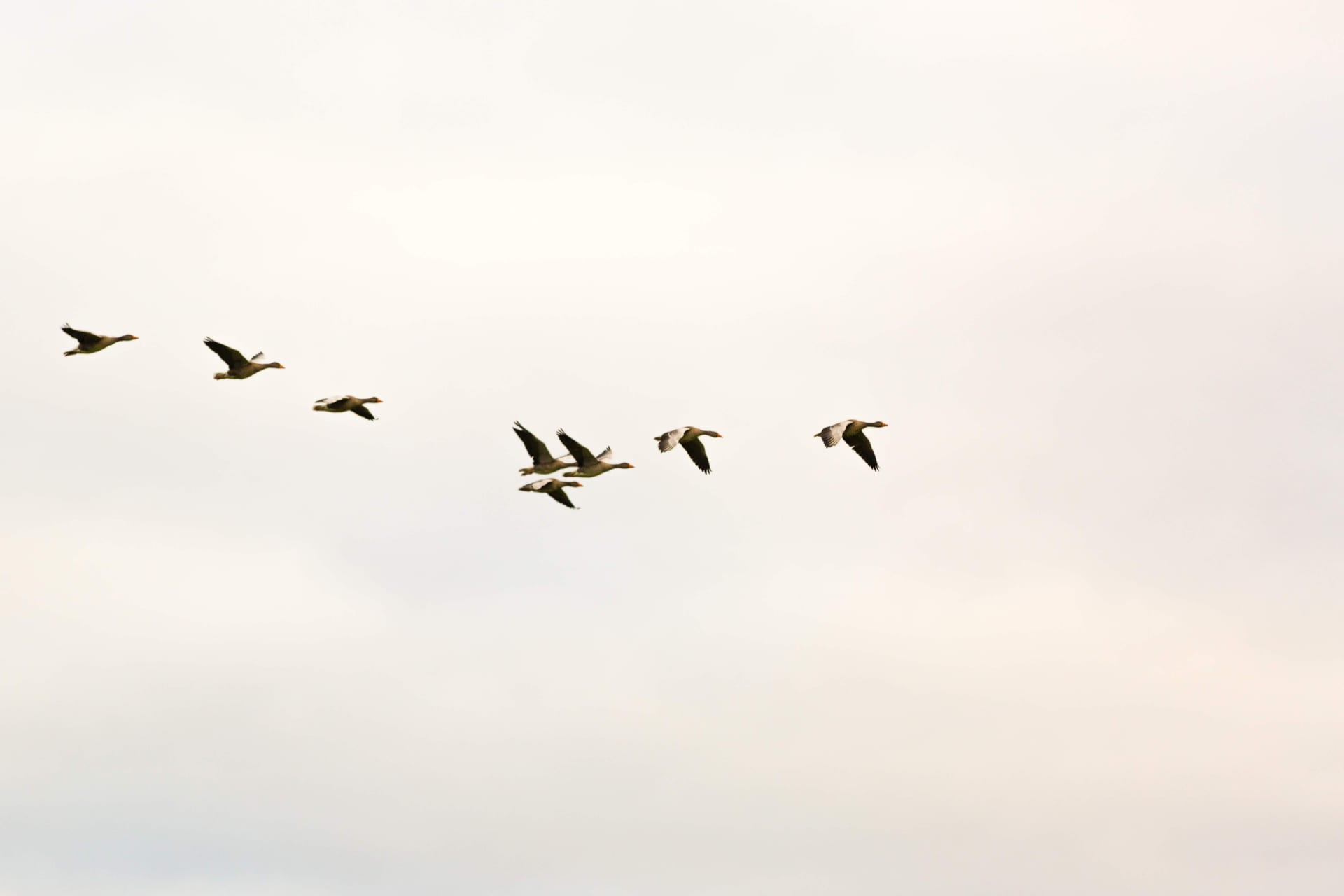 Na podzim migrují stěhovaví ptáci.