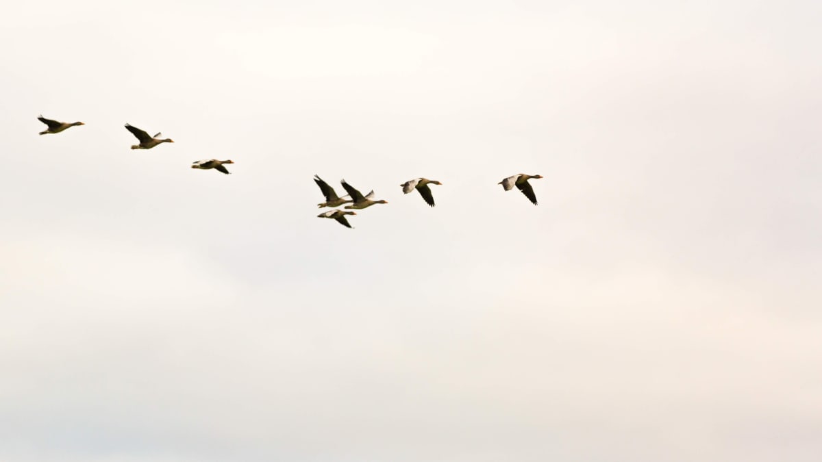 Na podzim migrují stěhovaví ptáci.