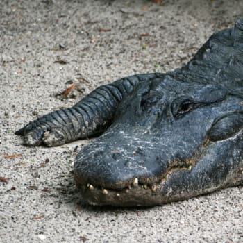 Majitel krokodýla v Rusko požádal o odcestování do teplejších krajin