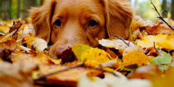Jaké nástrahy si pro psy připravil podzim?