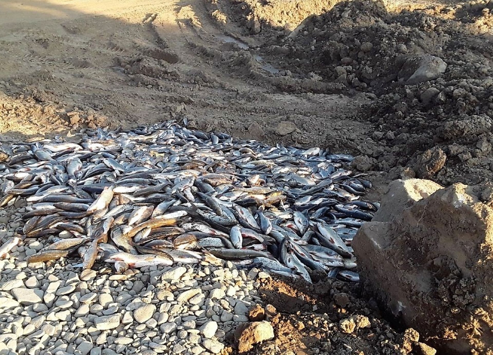 Uhynulé ryby na Bečvě
