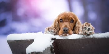  KOMENTÁŘ: Zima v útulku? Náročné období můžete zvířatům pomoci zvládnout i vy