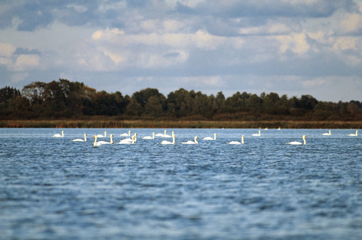 Na jezeře Morton začíná být labutím těsno.