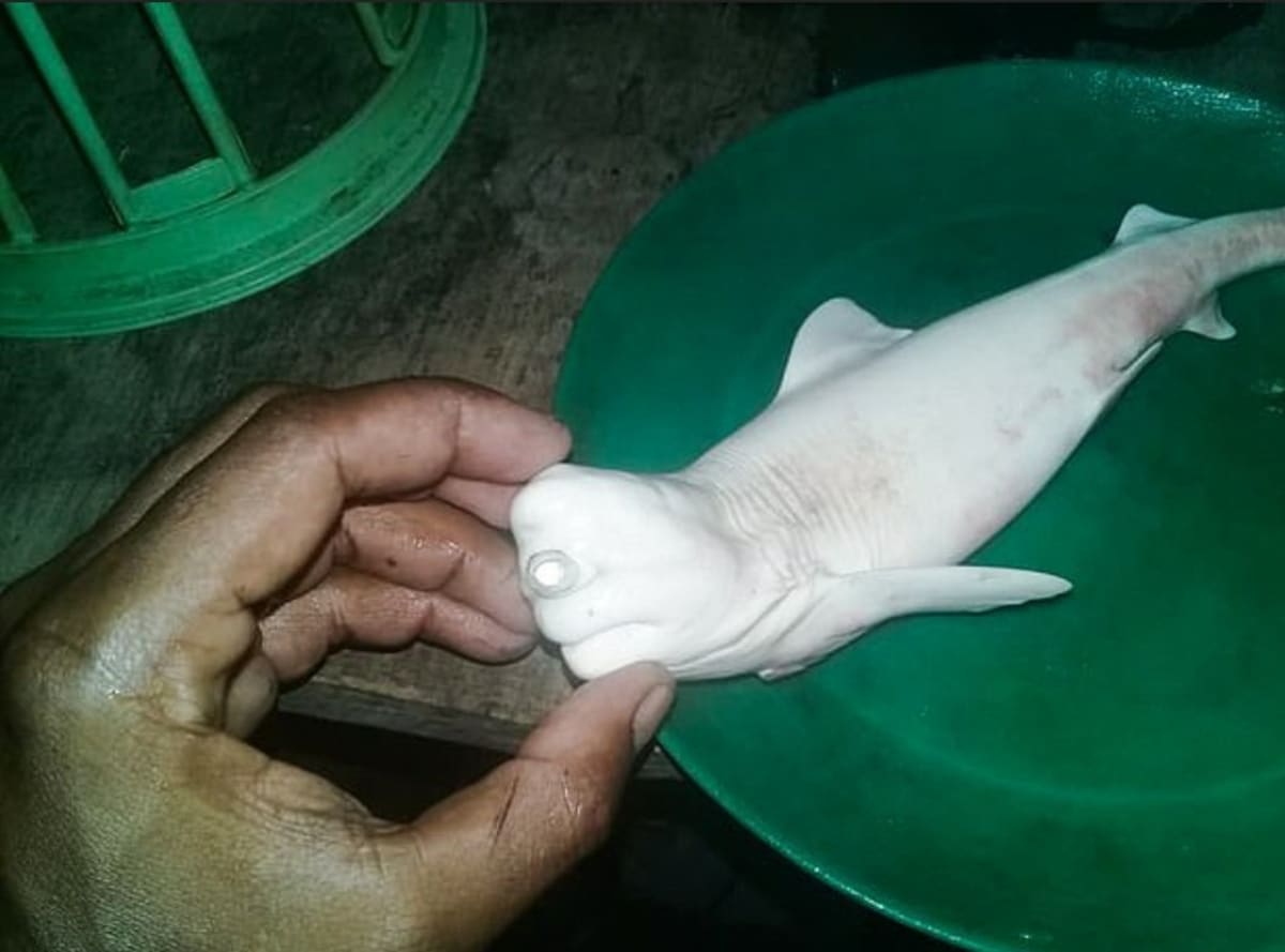 Albínský žralok s jedním okem překvapil indonéské rybáře. 