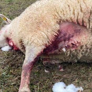 Zraněná ovce