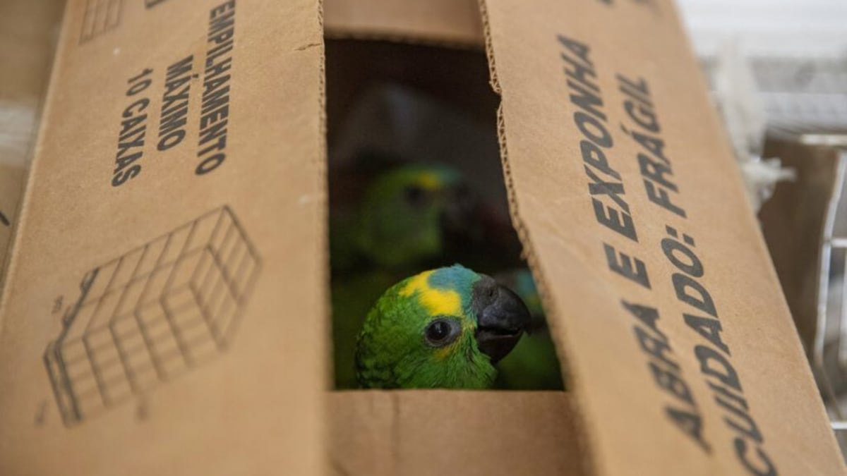 166 papoušků se podařilo zachránit brazislké dálniční policii. Zdroj: Sao Paulo State Highway Police