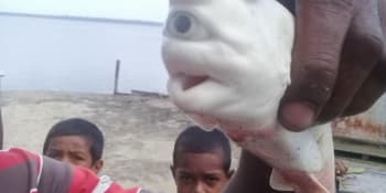 Pozoruhodný objev: Rybáři v Indonésii vytáhli z uloveného žraloka albínského kyklopa