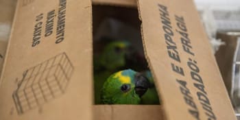 Brazilská police zadržela další pašeráky, převáželi 166 papoušků. Co s nimi bude?