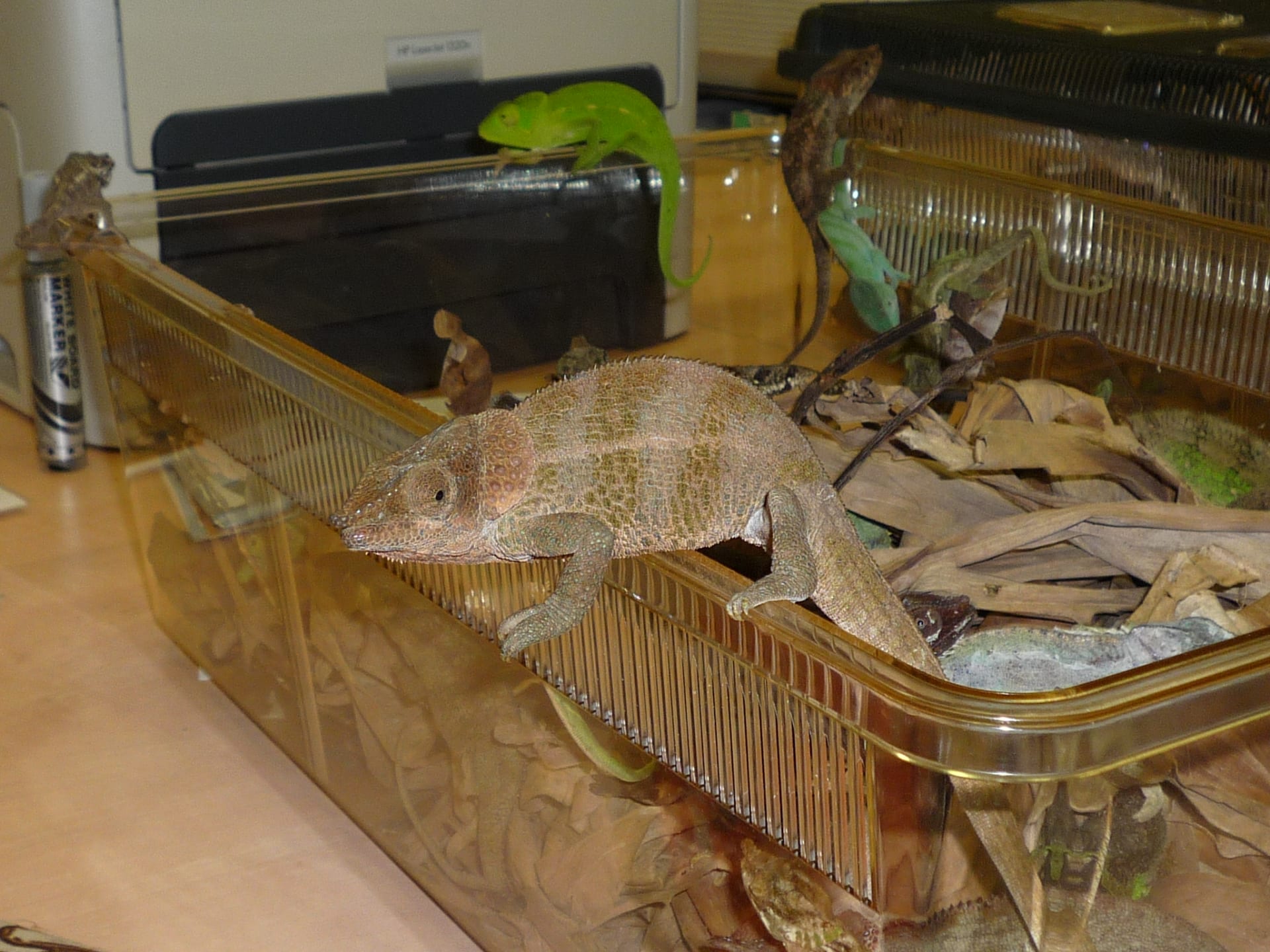 Chameleoni v kufru. Foto: archiv ČIŽP