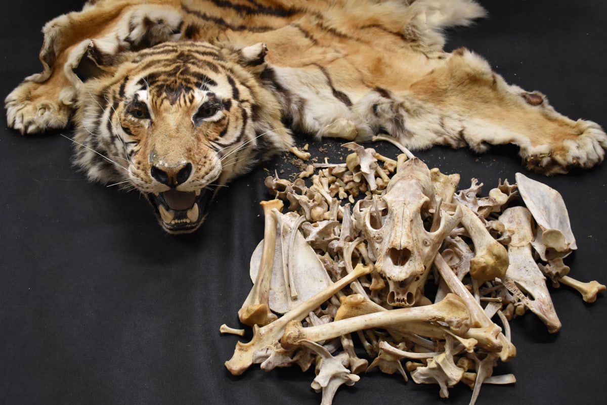 Obchod s výrobky z tygrů se týká i Česka, podle odborníků by pomohla regulace soukromých chovů. Foto: ČIŽP