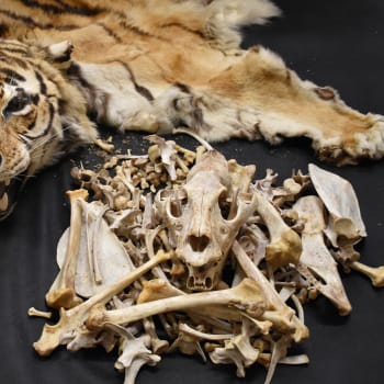 Tygří kosti, zdroj: ČIŽP