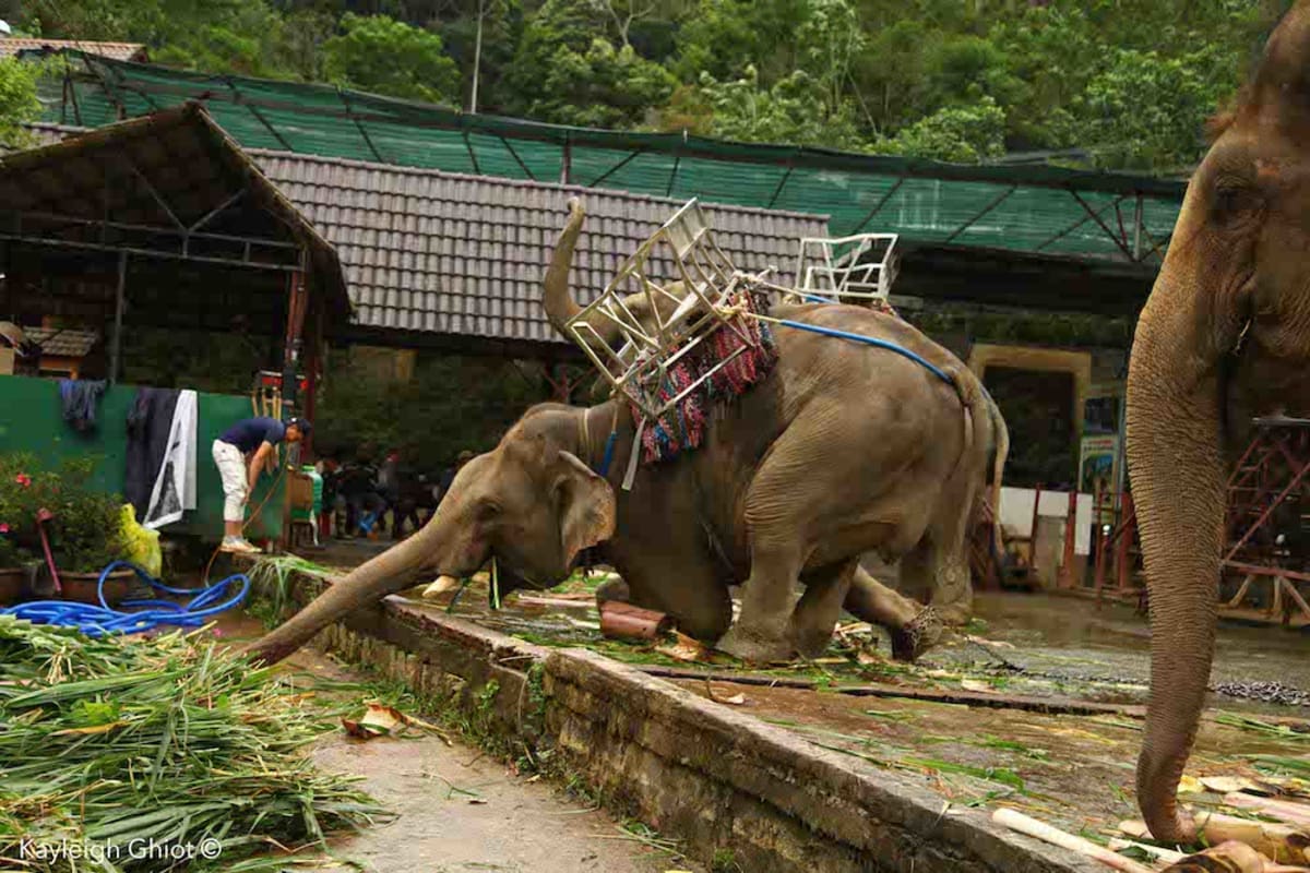 Předtím, než se sloni dostanou k turistům, jsou podrobeni krutému výcviku. Zdroj: Animal Asia
