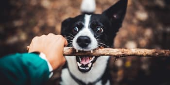 Českem se psem: Zkrocení Divokého dolu Jeseníků  