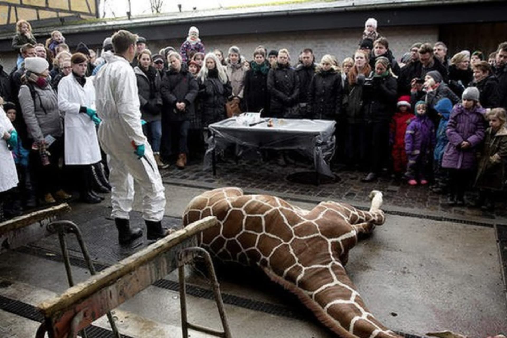 Tělo utraceného žirafího samce bylo veřejně pitváno před zraky dětí. Následně ho zkrmili lvům. Zdroj: Copenhagen ZOO