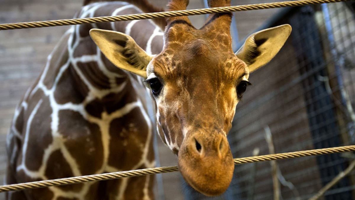 Za nadbytečnost zaplatil životem i žirafí sameček Marius. Zdroj: Copenhagen ZOO
