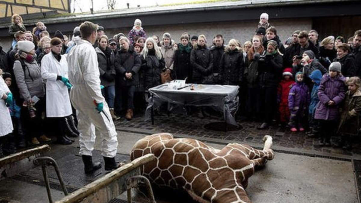 Tělo utraceného žirafího samce bylo veřejně pitváno před zraky dětí. Následně ho zkrmili lvům. Zdroj: Copenhagen ZOO