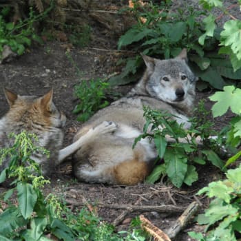 Dánská zoo utratila tři vlčí samce. Jejich výběh teď bude sloužit jako dětské hřiště. (Zdroj: Copenhagen ZOO)
