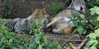 Kodaňská zoo zabila tři vlky. Jejich výběh musí ustoupit modernizaci
