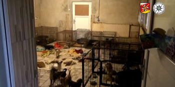 Desítky psů v klecích a výkalech. Policie našla zvířata v hrozném stavu, jsou v útulku