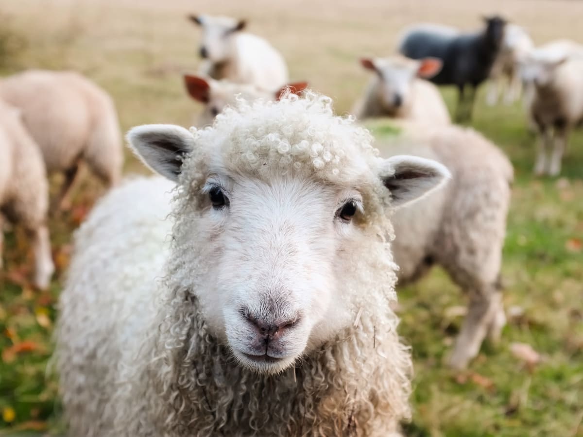 Každý rok je na Novém Zélandu zabito více než dvacet milionů ovcí.