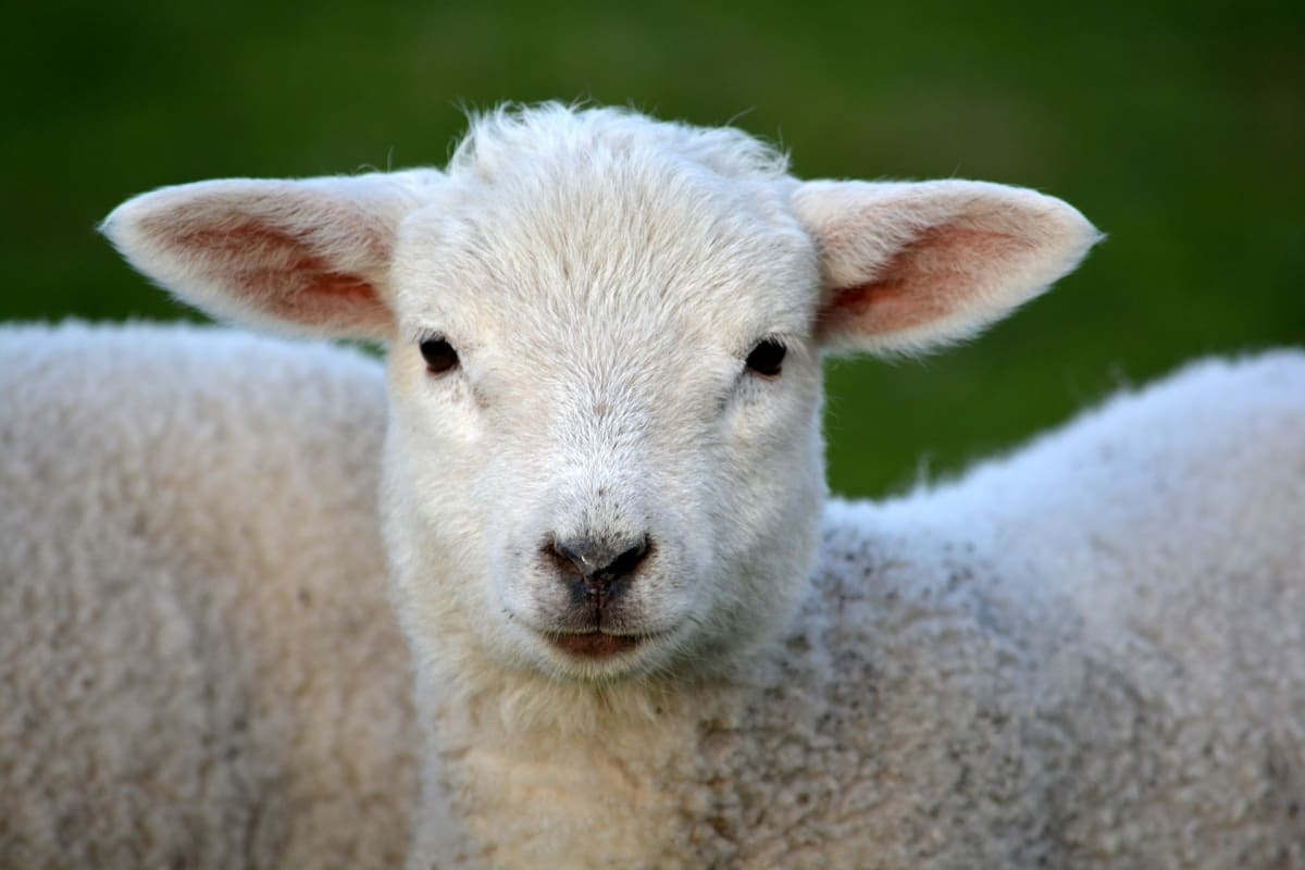 Nový Zéland se pyšní nejvyšší hustotou ovcí na světě.